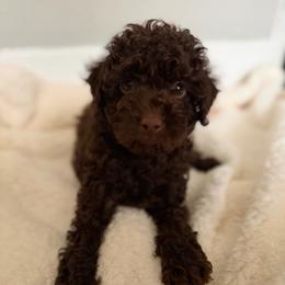 Brown male - Brown male Poodle puppy in Montclair, New Jersey from Treasures Poodles