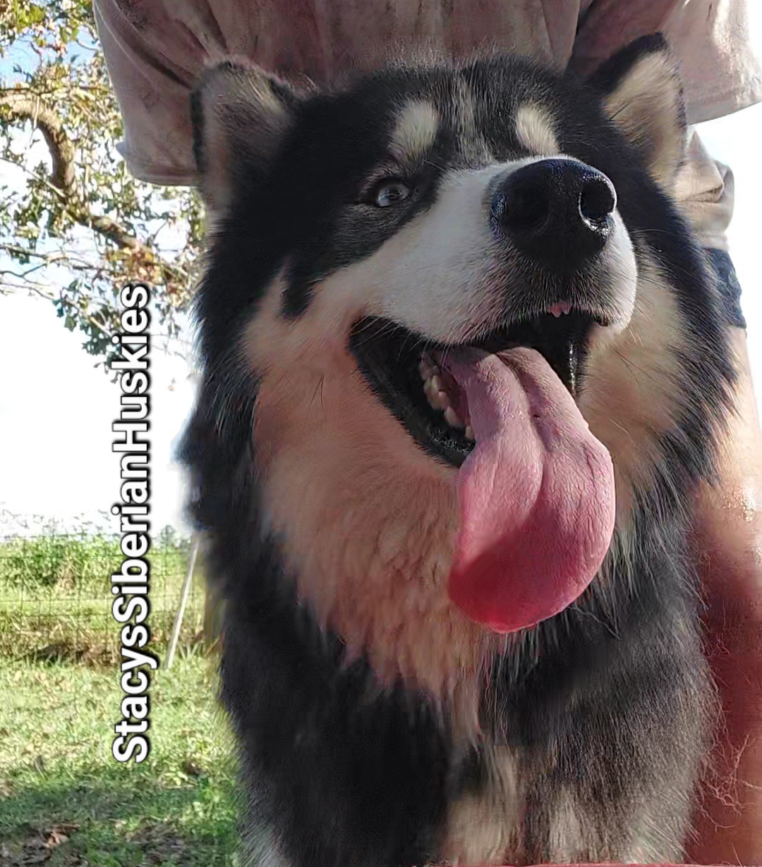 River - Siberian Husky