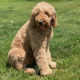 Phoenix  - Goldendoodle