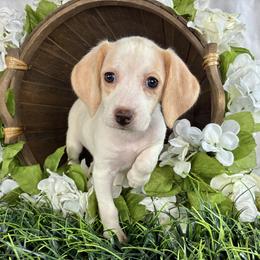 Emerald - Lemon and white female Beagle puppy in Katy, Texas from Houston’s Howlin’ Hounds