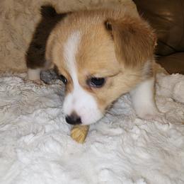 Pembroke Welsh Corgi Puppies from Tiny Titans K9