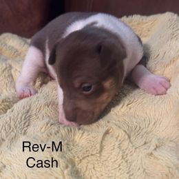 Cash - White, chocolate and tan male Rat Terrier puppy in Lodi, California from Top Shelf Rat Terriers