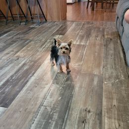 Yorkshire Terriers from Precious Yorkies of Alabama