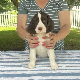 Tammy - Liver and white female English Springer Spaniel puppy in Thompson, Connecticut from Chivalry English Springer Spaniels