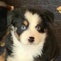 Frida - Black tri female Miniature Australian Shepherd puppy in Myakka City, Florida from Gable A Aussies