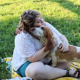Basset Hounds from Southern Belles Bassets