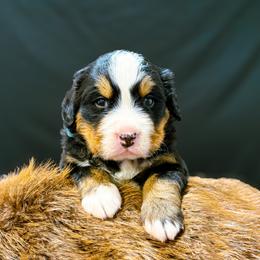Peaches - Black rust and white female Bernese Mountain Dog puppy in Alabama from Dogwood Creek Bernese