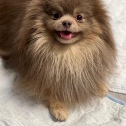teddy - Pomeranian