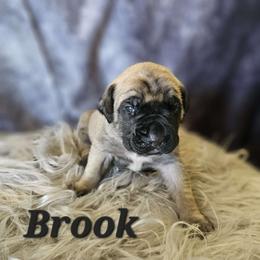 Wesley - Fawn Mastiff puppy in Linton, Indiana from Riggins Mastiffs and Danes
