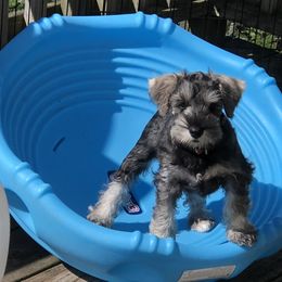 Miniature Schnauzer Puppies from MoonShadows Miniature Schnauzers