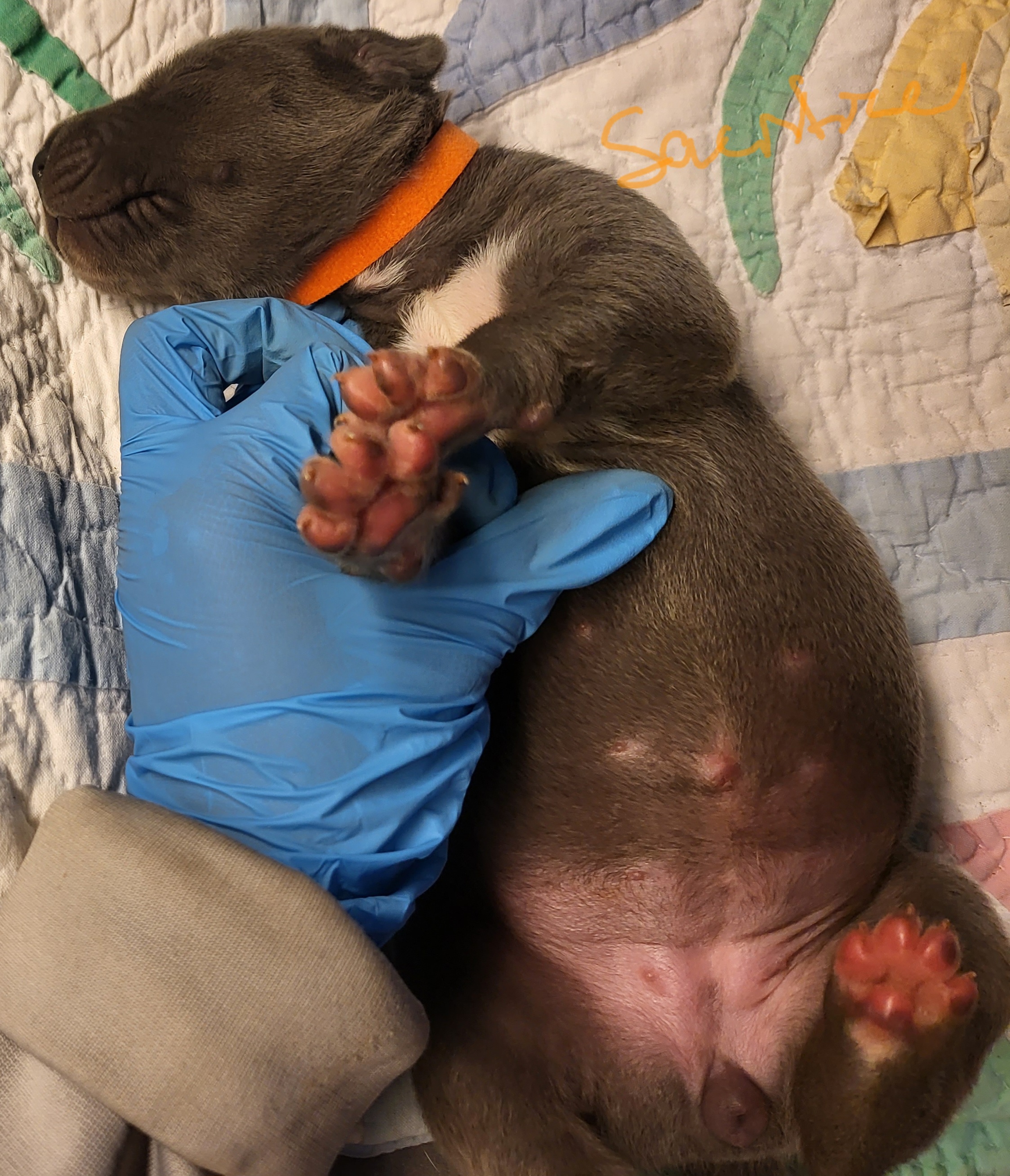 Great Dane Puppies from Grant’s Gorgeous Greats
