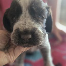 Zucchini - Liver white and roan male English Springer Spaniel puppy in Brodhead, Wisconsin from Pinwheel Acres