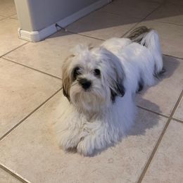 Duke - Lhasa Apso
