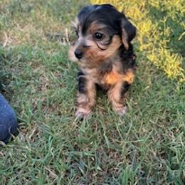 Rose - Blue and gold female Yorkshire Terrier puppy in Bee Branch, Arkansas from Fox Ridge Kennels