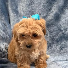 Joy - Cream female Havapoo puppy in Tennessee Colony, Texas from Poodle an Doodles 3:16