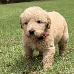 Hot Pink - Cream female Goldendoodle puppy in Winston, Georgia from Grandview Goldendoodles