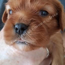 AKC Dash - Ruby female Cavalier King Charles Spaniel puppy in Moscow Mills, Missouri from Cavaliers King Charles Spaniels at Carmen Acres Farm