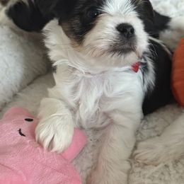 Biewer Terrier, Cavapoo, Cockapoo, Goldendoodle, Poodle, and Yorkshire Terrier Puppies from Pucci Pawfect