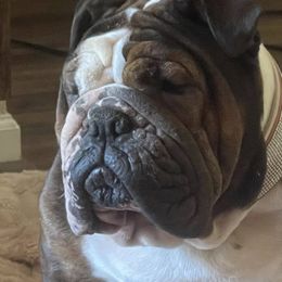 Bulldogs and French Bulldogs from Burrell’s Bulldog Kingdom