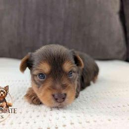 Bryce - Chocolate and tan male Yorkshire Terrier puppy in Goodyear, Arizona from Copper State Yorkies