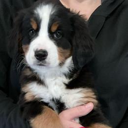 Fuchsia - Tri-color female Bernese Mountain Dog puppy in Barker, New York from A little bit of heavens Bernese mountain dogs