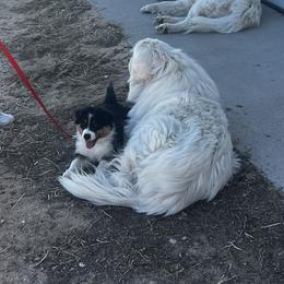 Australian Shepherd and Miniature American Shepherd Puppies from Alolan Angel Aussies