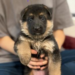 Purple - Black and red female German Shepherd puppy in Baldwin, New York from vom Hermes German Shepherds