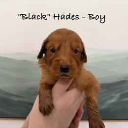 Hades - Dark golden male Golden Retriever puppy in Weston, Missouri from Love is Golden