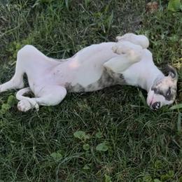 Whippet Puppies from Hertzog  Whippets