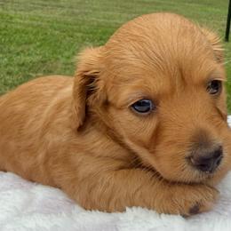AKC Red Female - Red female Dachshund puppy in Sumrall, Mississippi from JP’s Dachshunds