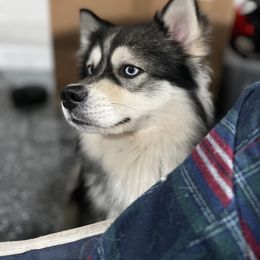 Zeus - Pomsky