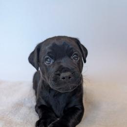 Hoosker Doo - male Patterdale Terrier puppy in Yucaipa, California from Moormont Kennels