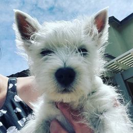 West Highland White Terrier Puppies from Elvador West Highland White Terriers