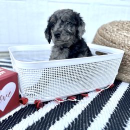 Goldendoodle Puppies from Sweetgrass Goldendoodles of Moncks Corner