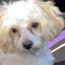 Bailey - Maltipoo