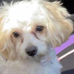 Bailey - Maltipoo