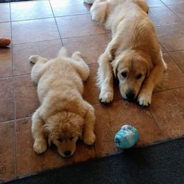 Golden Retriever Puppies from Superior Gold Golden Retrievers