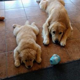 Golden Retriever Puppies from Superior Gold Golden Retrievers