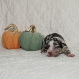 Led Zeppelin - Blue merle male Australian Shepherd puppy in Bristol, New Hampshire from NewFound Lake Aussies