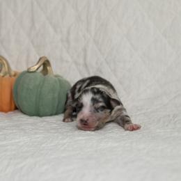 Led Zeppelin - Blue merle male Australian Shepherd puppy in Bristol, New Hampshire from NewFound Lake Aussies