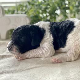 Poodle Puppies from Home of Doodles