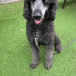 Poodle All Grown Up from Pineapple Farms Kennel