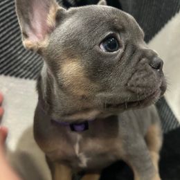 Khloe - Blue female French Bulldog puppy in Redmond, Oregon from Ballen Bulldogs