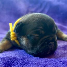 Blossom - Black and tan female French Bulldog puppy in Greeley, Colorado from Mandy Moon French Bulldogs