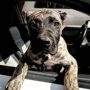 Perro de Presa Canarios from Black Mask Presa