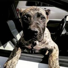 Perro de Presa Canarios from Black Mask Presa