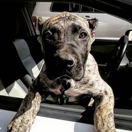 Perro de Presa Canarios from Black Mask Presa
