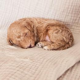 Male 2 - Apricot male Goldendoodle puppy in Mohnton, Pennsylvania from Stony Meadow Puppies
