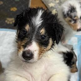 Jingle Belle - Black white and tan female Collie puppy in Richmond, Kentucky from Puppy Dog City