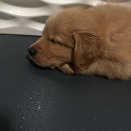 Teal Collar - Golden male Golden Retriever puppy in Tulsa, Oklahoma from Triple J Goldens, LLC